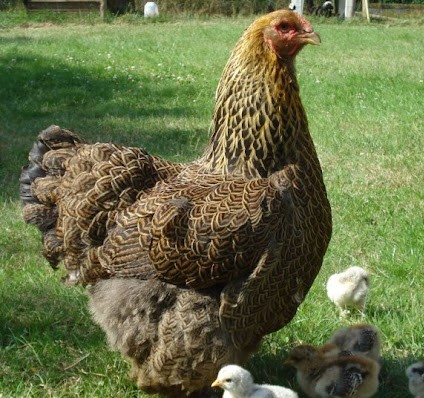 Brahma perniciato oro maglie nere