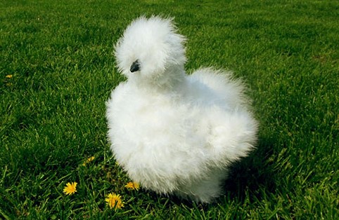 Moroseta Silkie bianca