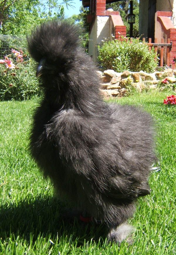 Moroseta Silkie nera